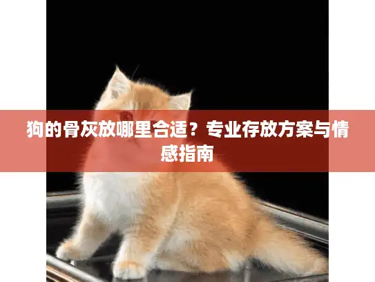 狗的骨灰放哪里合适？专业存放方案与情感指南
