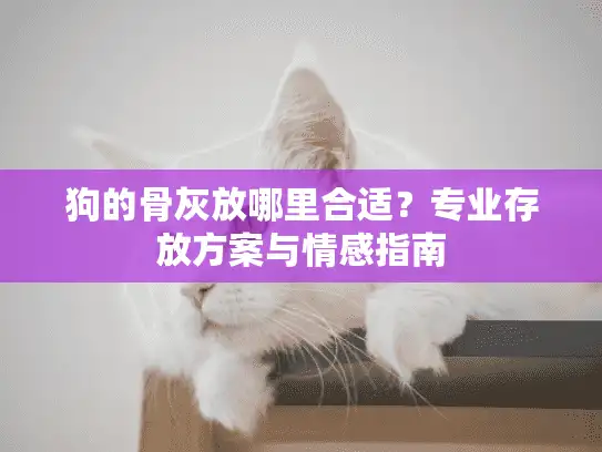 狗的骨灰放哪里合适？专业存放方案与情感指南