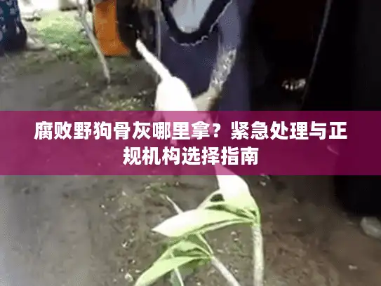 腐败野狗骨灰哪里拿？紧急处理与正规机构选择指南