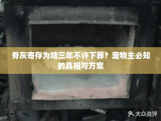 骨灰寄存为啥三年不许下葬？宠物主必知的真相与方案