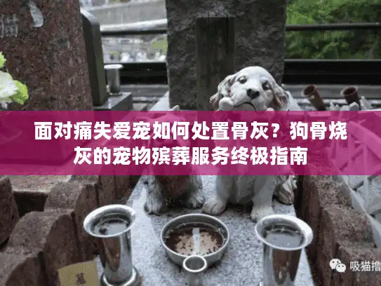 面对痛失爱宠如何处置骨灰？狗骨烧灰的宠物殡葬服务终极指南