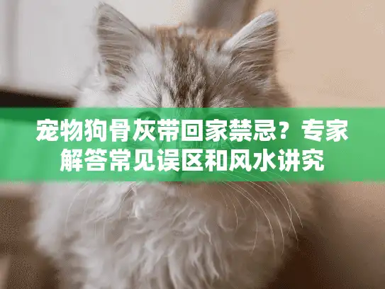 宠物狗骨灰带回家禁忌？专家解答常见误区和风水讲究