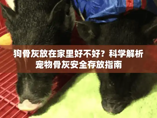 狗骨灰放在家里好不好？科学解析宠物骨灰安全存放指南