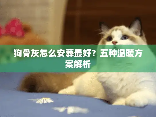狗骨灰怎么安葬最好？五种温暖方案解析