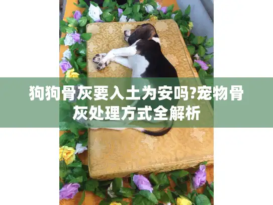 狗狗骨灰要入土为安吗?宠物骨灰处理方式全解析