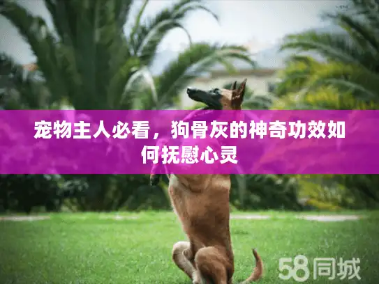 宠物主人必看，狗骨灰的神奇功效如何抚慰心灵