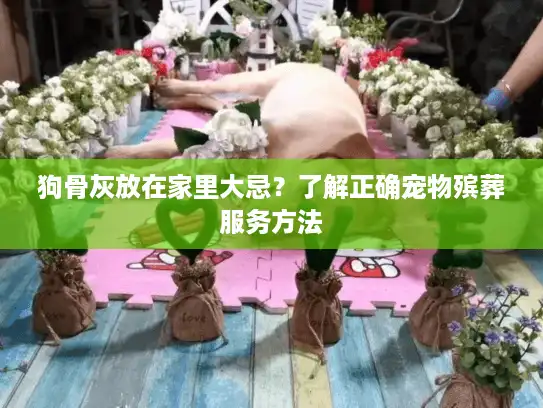 狗骨灰放在家里大忌？了解正确宠物殡葬服务方法
