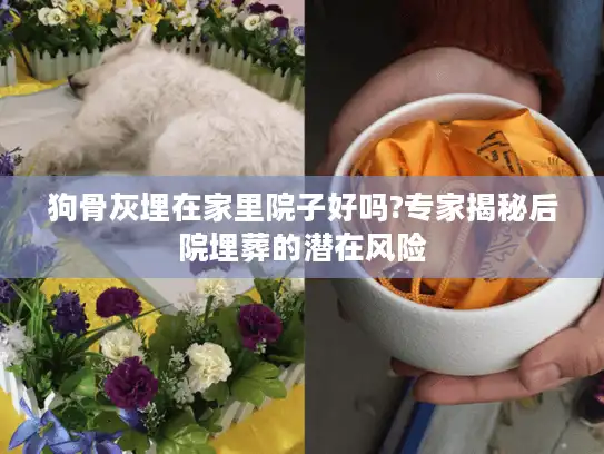 狗骨灰埋在家里院子好吗?专家揭秘后院埋葬的潜在风险