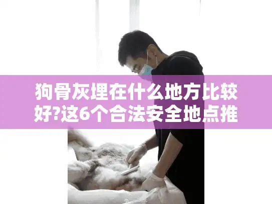 狗骨灰埋在什么地方比较好?这6个合法安全地点推荐!