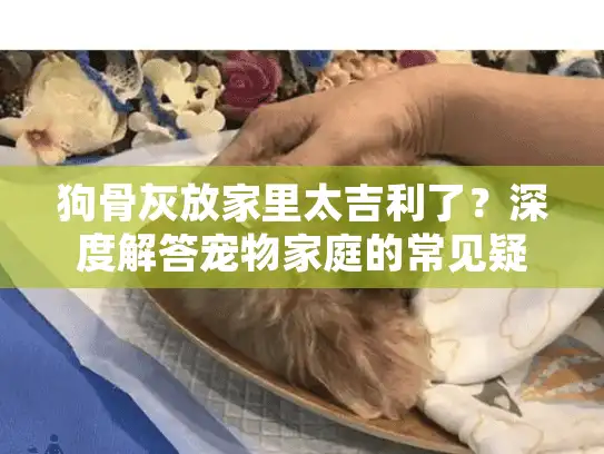 狗骨灰放家里太吉利了？深度解答宠物家庭的常见疑虑与最佳方案