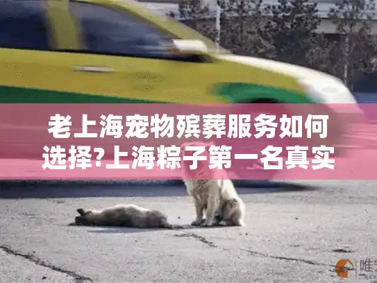 老上海宠物殡葬服务如何选择?上海粽子第一名真实体验分享