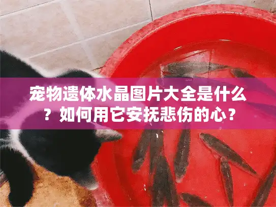 宠物遗体水晶图片大全是什么？如何用它安抚悲伤的心？