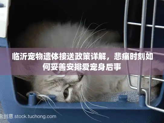 临沂宠物遗体接送政策详解，悲痛时刻如何妥善安排爱宠身后事