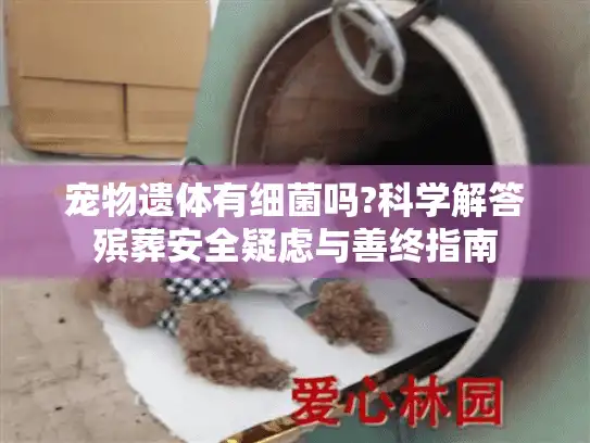 宠物遗体有细菌吗?科学解答殡葬安全疑虑与善终指南