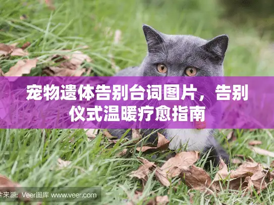 宠物遗体告别台词图片，告别仪式温暖疗愈指南