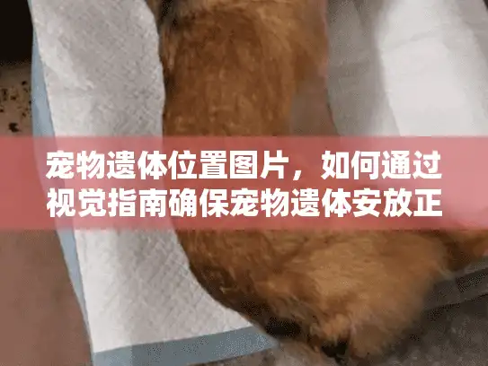 宠物遗体位置图片，如何通过视觉指南确保宠物遗体安放正确？