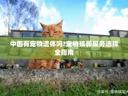 中国有宠物遗体吗?宠物殡葬服务选择全指南