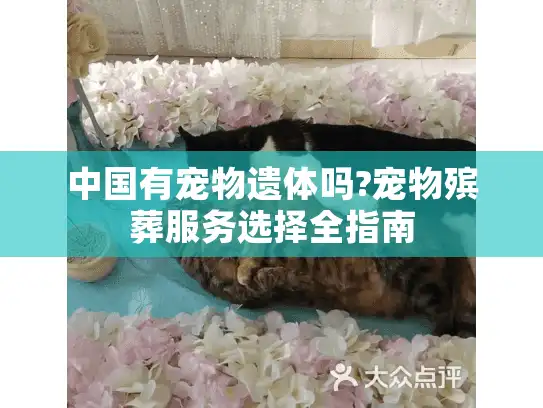 中国有宠物遗体吗?宠物殡葬服务选择全指南