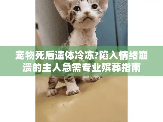 宠物死后遗体冷冻?陷入情绪崩溃的主人急需专业殡葬指南