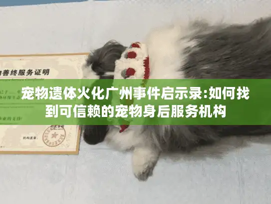 宠物遗体火化广州事件启示录:如何找到可信赖的宠物身后服务机构