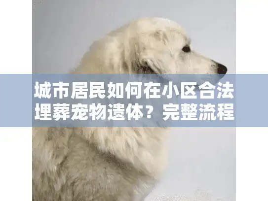 城市居民如何在小区合法埋葬宠物遗体？完整流程详解