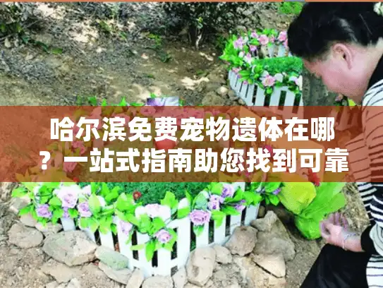 哈尔滨免费宠物遗体在哪？一站式指南助您找到可靠免费宠物殡葬服务