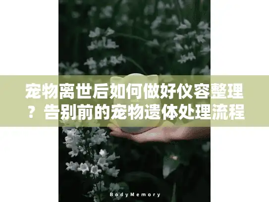 宠物离世后如何做好仪容整理？告别前的宠物遗体处理流程指南