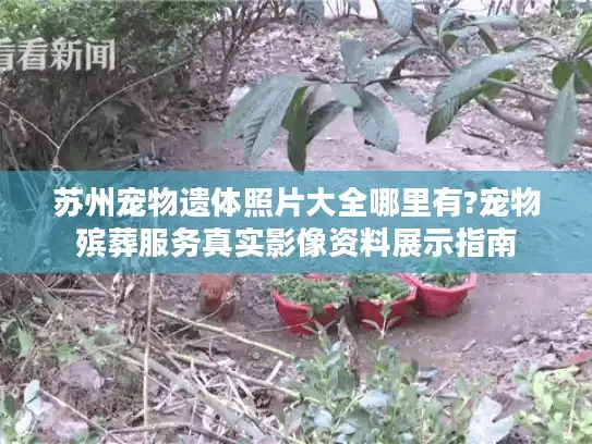 苏州宠物遗体照片大全哪里有?宠物殡葬服务真实影像资料展示指南