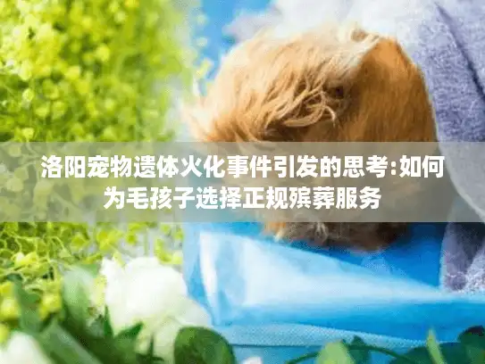 洛阳宠物遗体火化事件引发的思考:如何为毛孩子选择正规殡葬服务