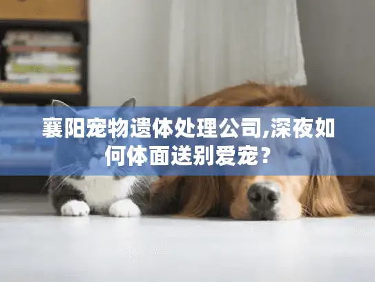 襄阳宠物遗体处理公司,深夜如何体面送别爱宠？