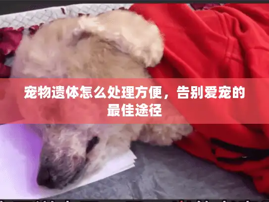 宠物遗体怎么处理方便，告别爱宠的最佳途径