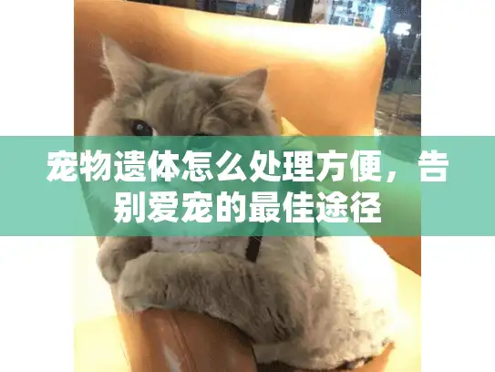 宠物遗体怎么处理方便，告别爱宠的最佳途径