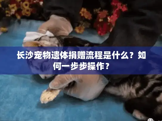 长沙宠物遗体捐赠流程是什么？如何一步步操作？
