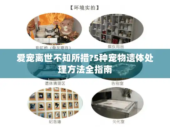 爱宠离世不知所措?5种宠物遗体处理方法全指南