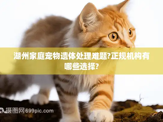 湖州家庭宠物遗体处理难题?正规机构有哪些选择?