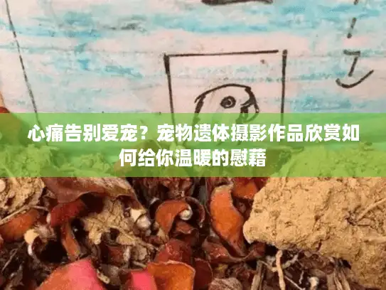 心痛告别爱宠？宠物遗体摄影作品欣赏如何给你温暖的慰藉