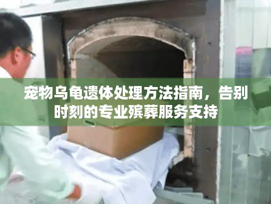 宠物乌龟遗体处理方法指南，告别时刻的专业殡葬服务支持