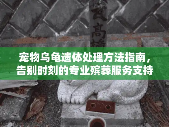 宠物乌龟遗体处理方法指南，告别时刻的专业殡葬服务支持