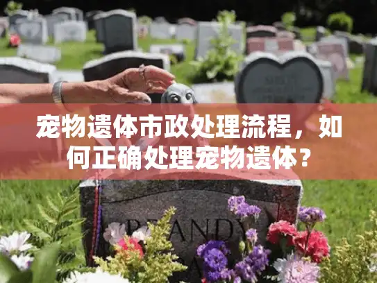 宠物遗体市政处理流程，如何正确处理宠物遗体？