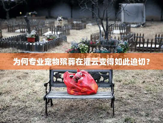 为何专业宠物殡葬在灌云变得如此迫切？