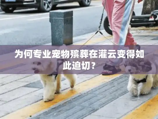 为何专业宠物殡葬在灌云变得如此迫切？