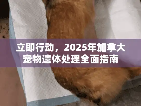 立即行动，2025年加拿大宠物遗体处理全面指南