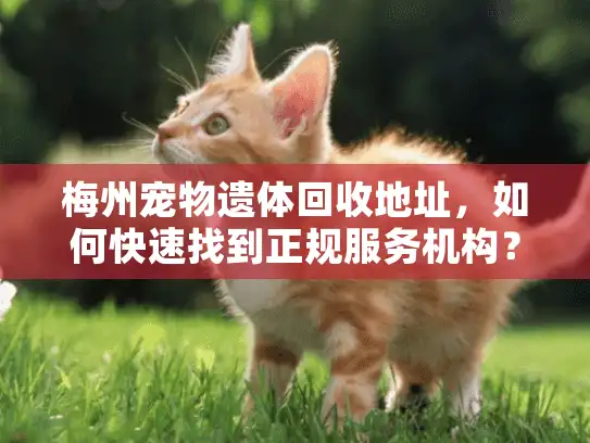 梅州宠物遗体回收地址，如何快速找到正规服务机构？