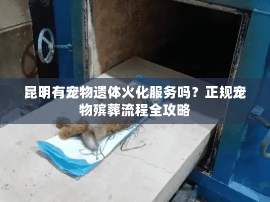 昆明有宠物遗体火化服务吗？正规宠物殡葬流程全攻略