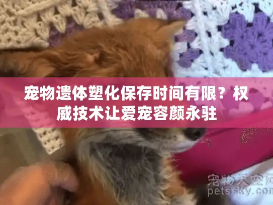 宠物遗体塑化保存时间有限？权威技术让爱宠容颜永驻