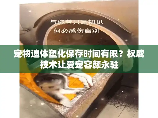 宠物遗体塑化保存时间有限？权威技术让爱宠容颜永驻