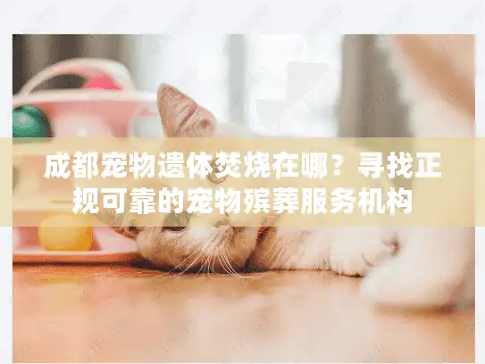 成都宠物遗体焚烧在哪？寻找正规可靠的宠物殡葬服务机构