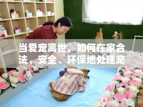 当爱宠离世，如何在家合法、安全、环保地处理宠物遗体？