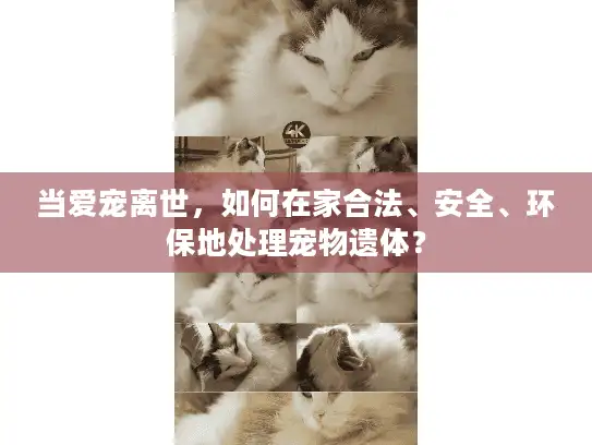 当爱宠离世，如何在家合法、安全、环保地处理宠物遗体？