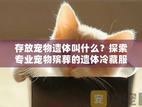 存放宠物遗体叫什么？探索专业宠物殡葬的遗体冷藏服务